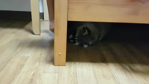 Naughty Raccoon