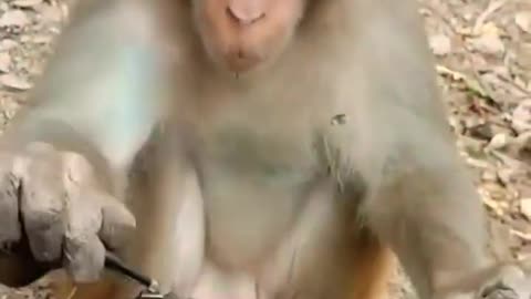 funny 🐒 monkey video😂😂😂