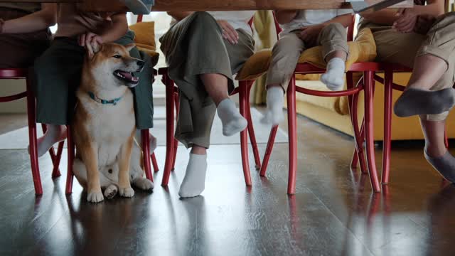 pretty dog under table