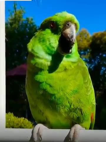 A funny smart parrot acts like a babyParrot crys like a baby #shorts