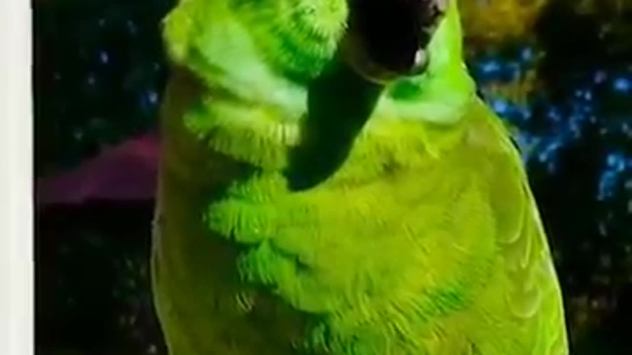 A funny smart parrot acts like a babyParrot crys like a baby #shorts