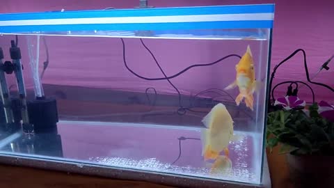 Fish Aquarium_Fish Tank_Aquarium Shop.mp4