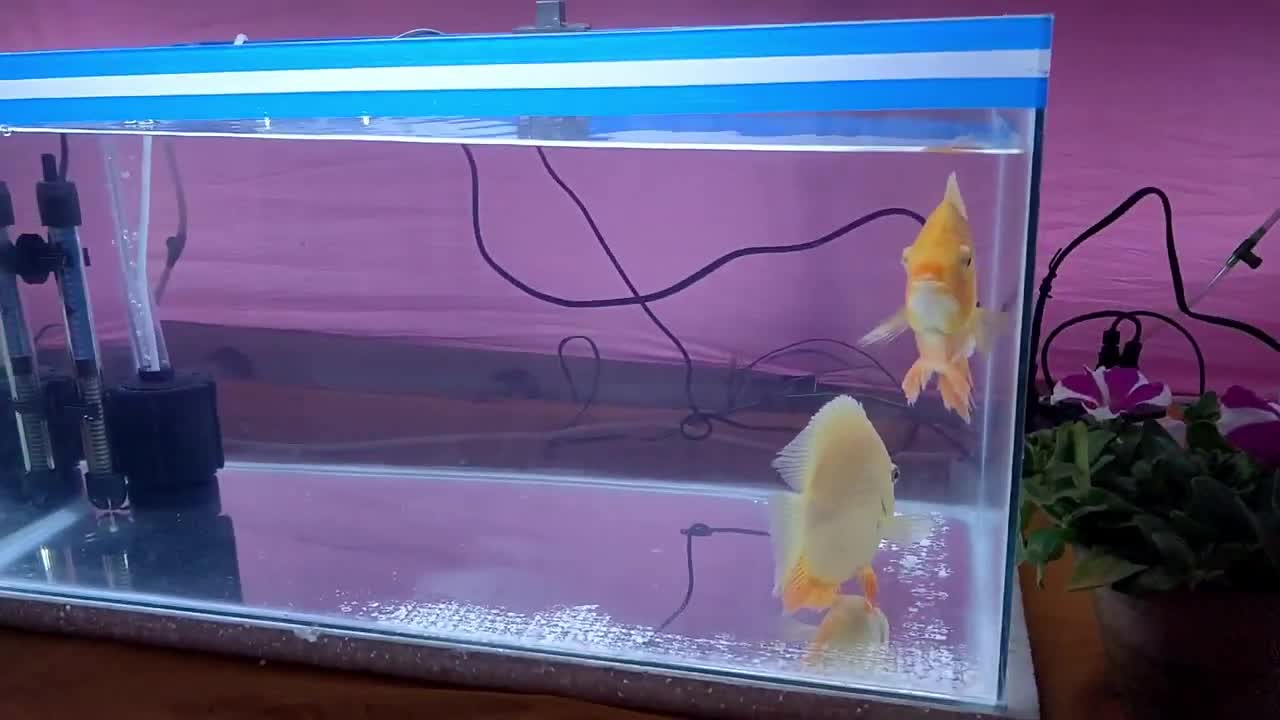 Fish Aquarium_Fish Tank_Aquarium Shop.mp4