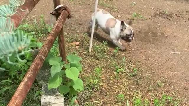 Have you ever seen a pit bull who can hide embarrassment?