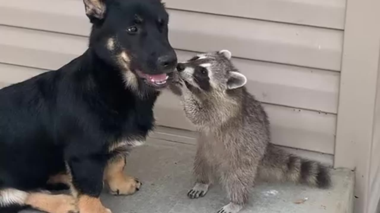 Small Dog and Raccoon Friend Are Reunited