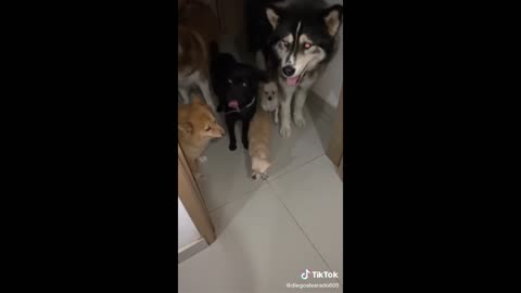 Cute Animals I found on TikTok !!