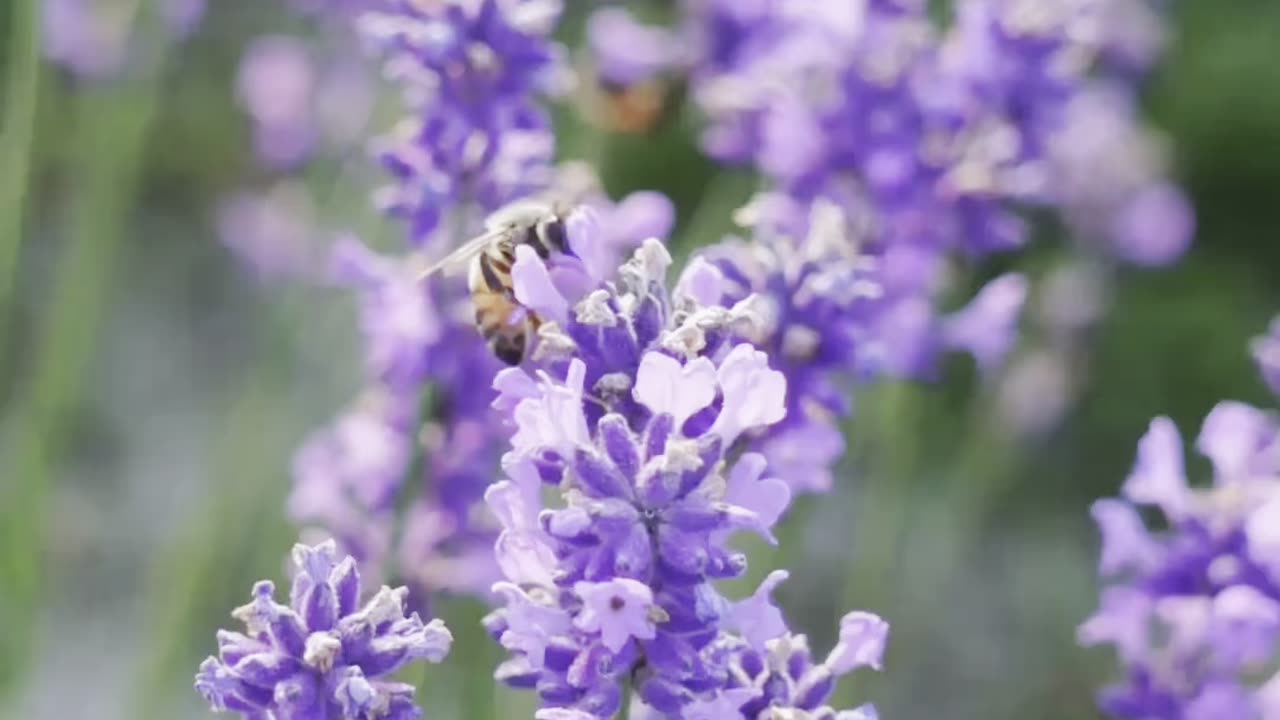 Making Lavender+ Lemonade