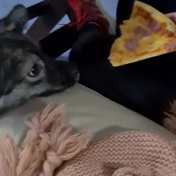 Puppy friends try pizza for the first time as a quarantine treat