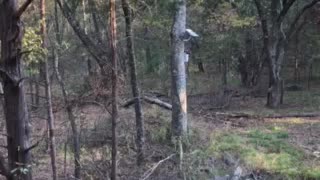 In the woods hunting