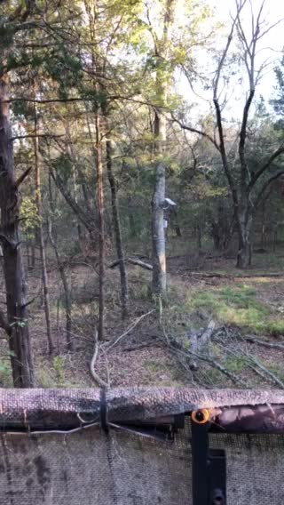 In the woods hunting