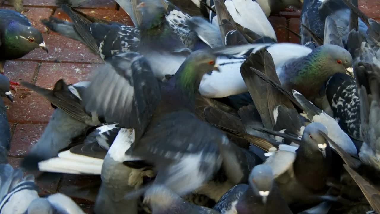 Animal Bird Pigeons