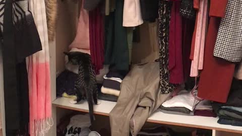 Funny cat pulls jersey out of cupboard