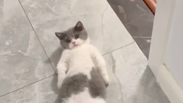 Funny cat