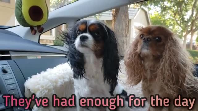 Meeting a Friend's Cat For The First Time - Cavalier King Charles Spaniel