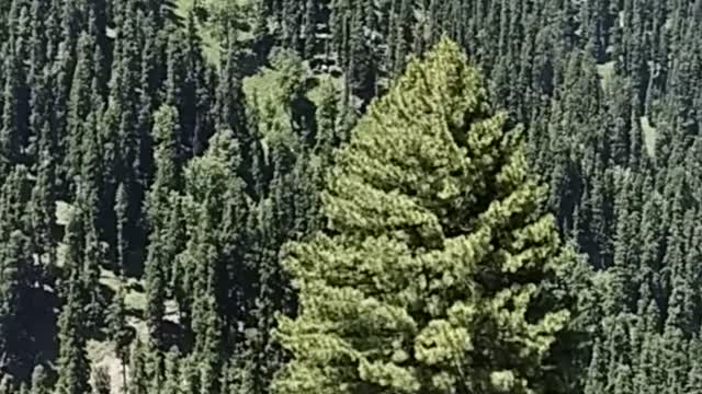 Beautiful Scenery in Kashmir| Natural Beauty of Kashmir
