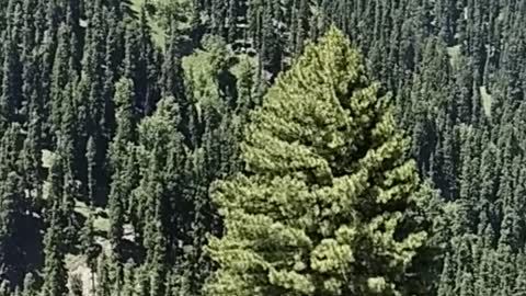 Beautiful Scenery in Kashmir| Natural Beauty of Kashmir
