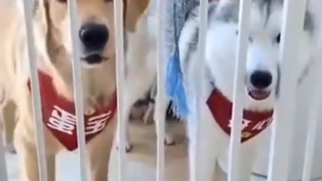 #CuteDog #BabyDog #CutePuppies#Dream hub