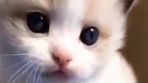 So Cute Cat