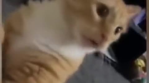 funny dog and cat moments😂 #shorts | whole video link on comment