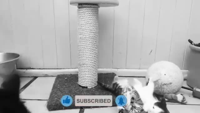 My cat is a pro wrestler and his name is John cenna