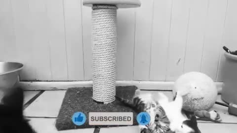 My cat is a pro wrestler and his name is John cenna