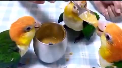 Parrots Having Lunch - Funny Short Video☼ ☽ ☾ ♁ ❅ ❆