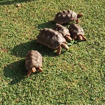 Scary Tortoises