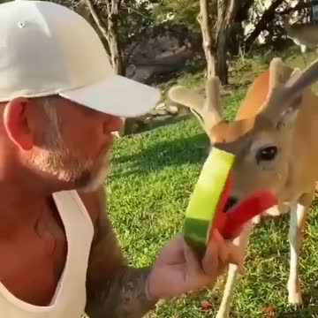 Man shares watermelon in the forest with a friendly wild deer