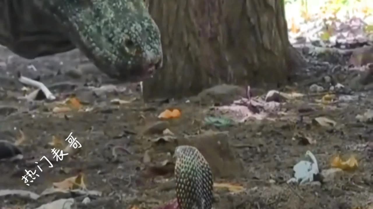 Komodo Dragon Vs King Cobra