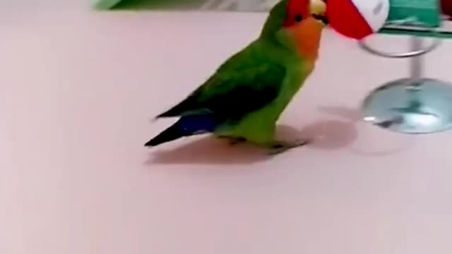 Rose Ringed parakeet funny Videos watching until the end have a fun