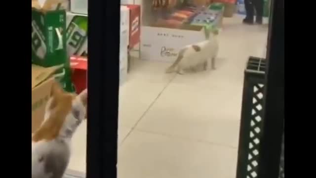 Funniest and Cutest Cat Videos