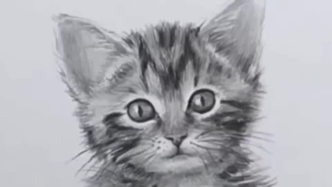 Come And Watch This Lovely Cat