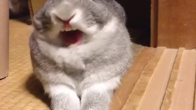 Bunny Yawning, Cutest video on Rumble Today