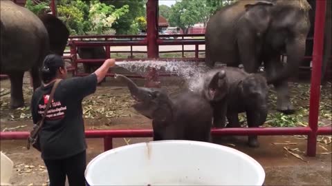 Hose bath with elephants