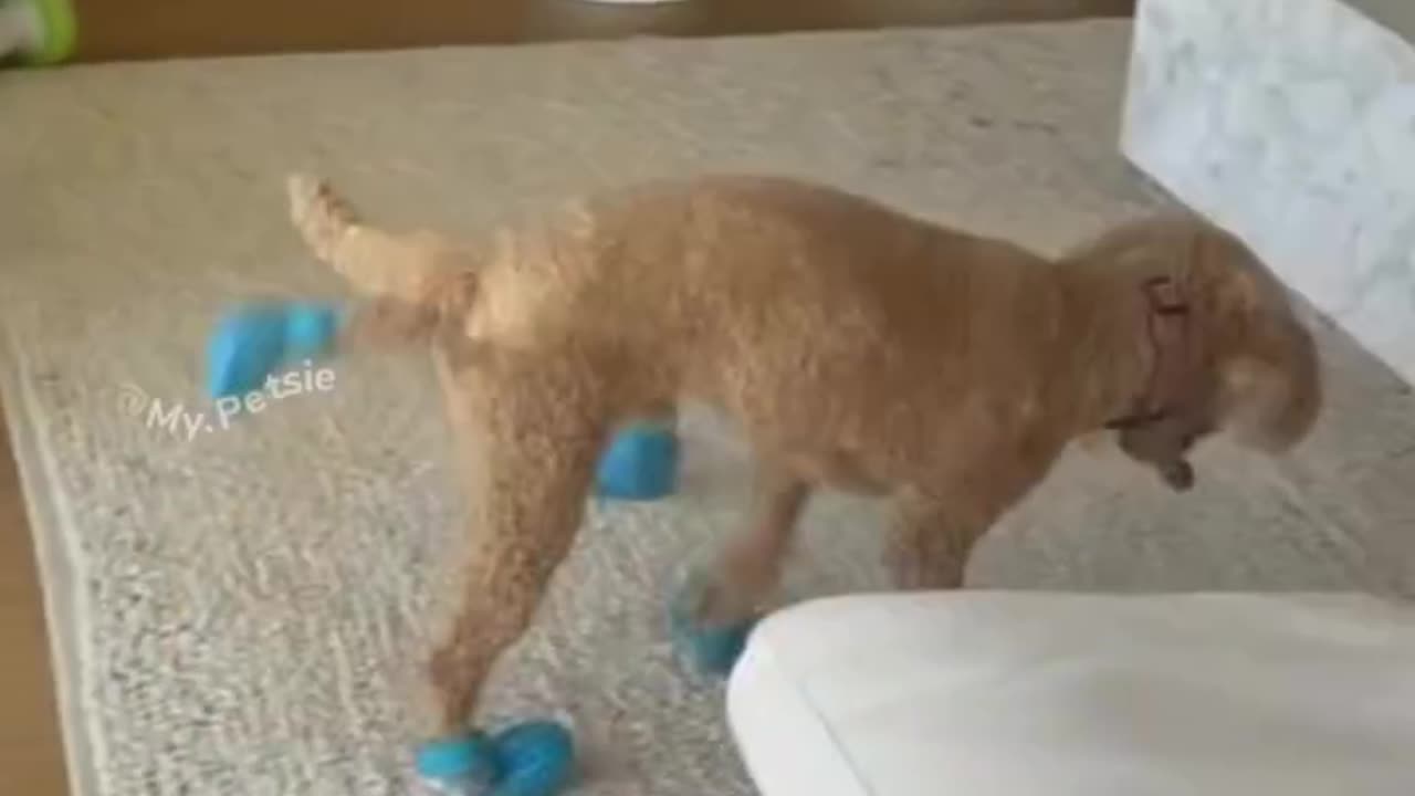 Dogs wears shoes for the first time