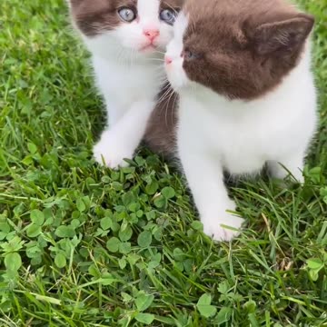 Cute baby cat / Cute baby Cat lover #shorts #viral #cat