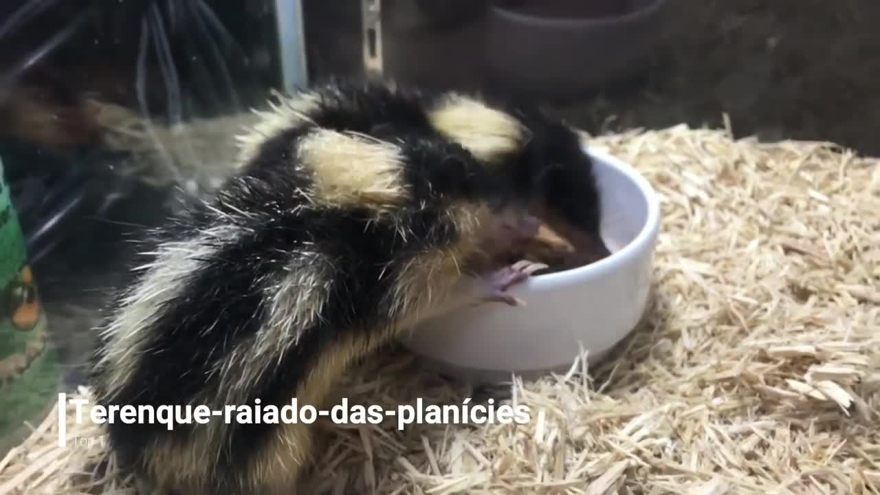 TOP 10 ANIMAIS FANTÁSTICOS QUE VOCÊ NÃO ACREDITARÁ QUE EXISTEM