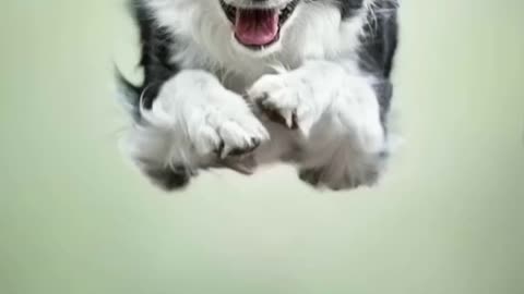 Dog clase