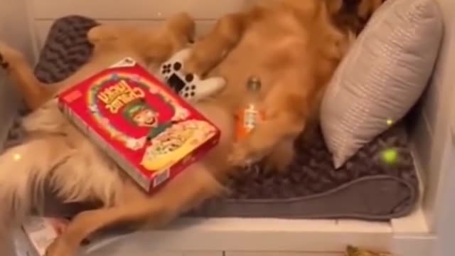 AWW SO FUNNY😂😂 Super Dogs Reaction Videos #8