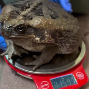 Someone is not ready for the beach this summer