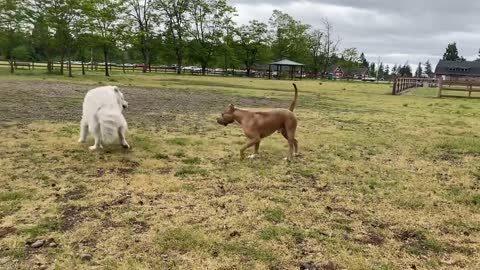 Pitbull OFF LEASH DOG PARK