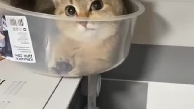 Baby Cats ... Cute funny cats videos compilation