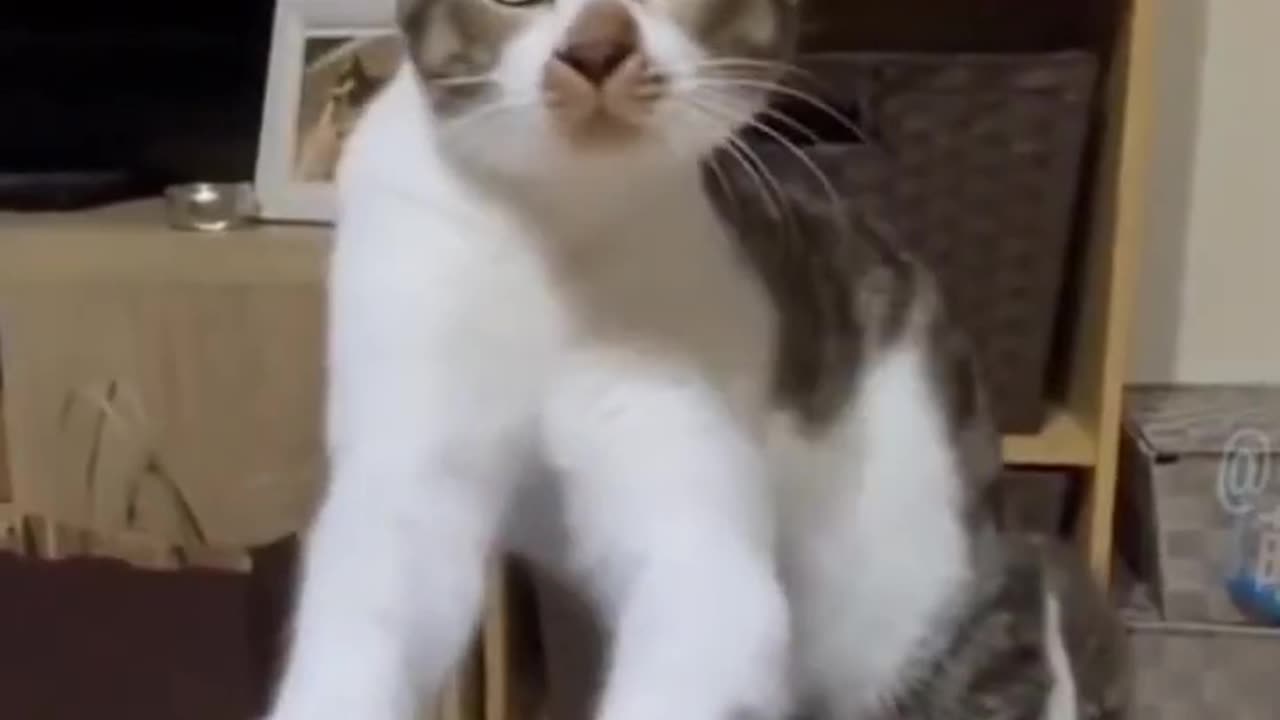 new funny cat video