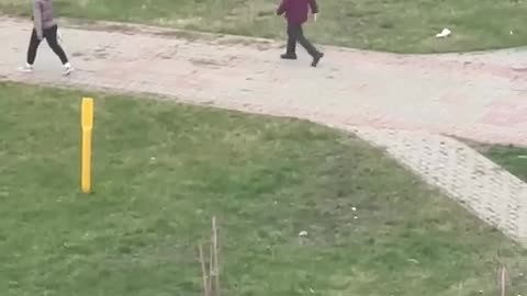 Cow Waits for Crosswalk Escort