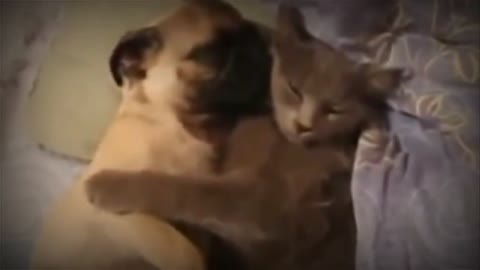 Cute Cat and Dog Sleep together