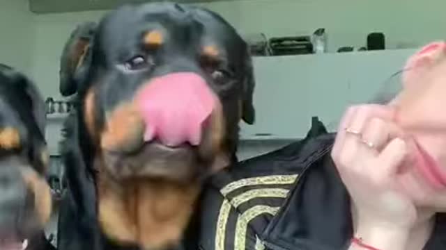 "look at those Rottweiler teeth