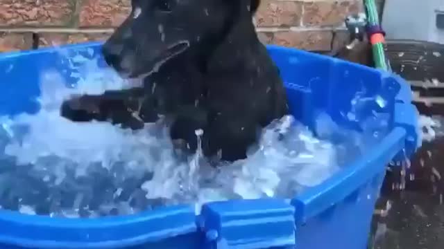 Playing in My pool