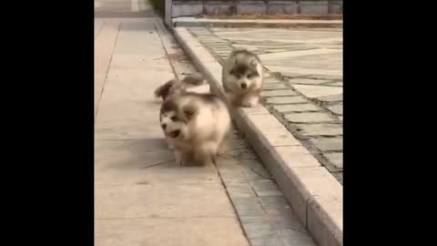 Would you look at those fluff balls - so adorable