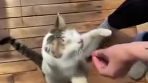 The Blind Cat