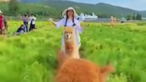 Animals funny video